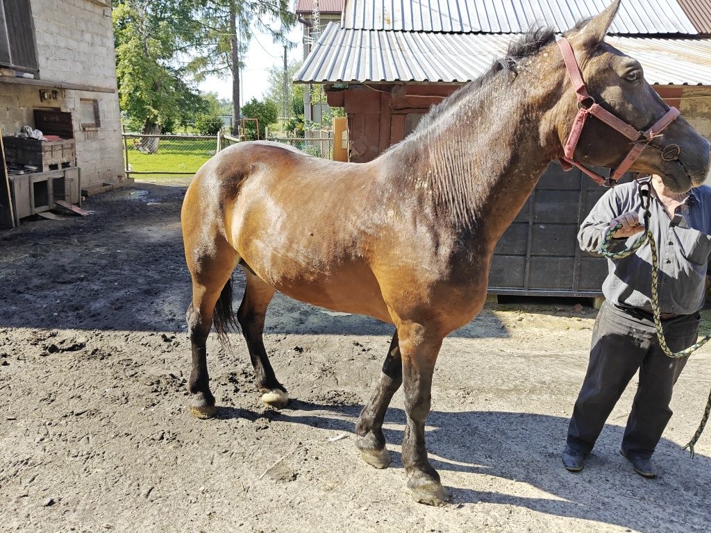 Sprzedam klacz zimnokrwistą