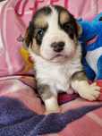 **WELSH CORGI CARDIGAN **sunia tricolor - zarezerwowana
