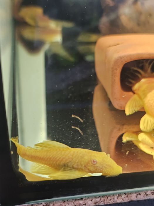 Casal ancistrus albinos jovens