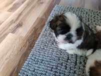 Szczeniak shih tzu