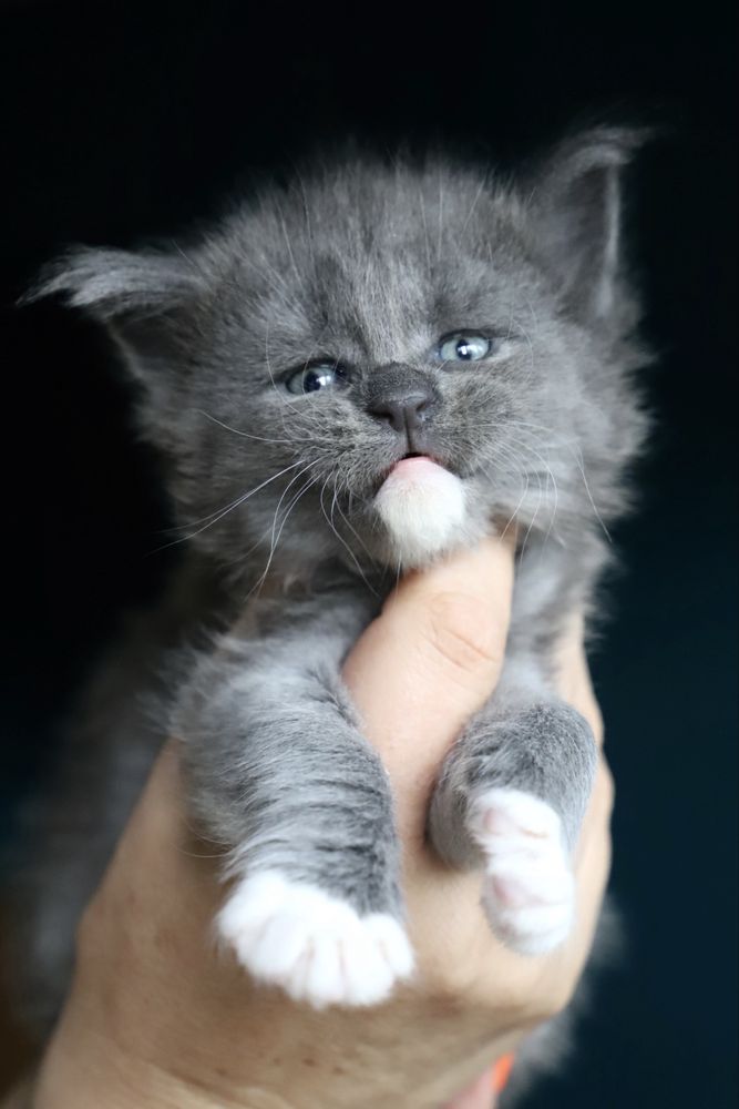 Cudna niebieska z bielą kotka maine coon !!