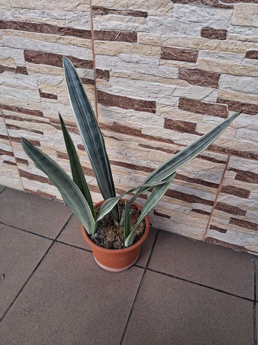 Sansevieria metallica 'Silver Siam'