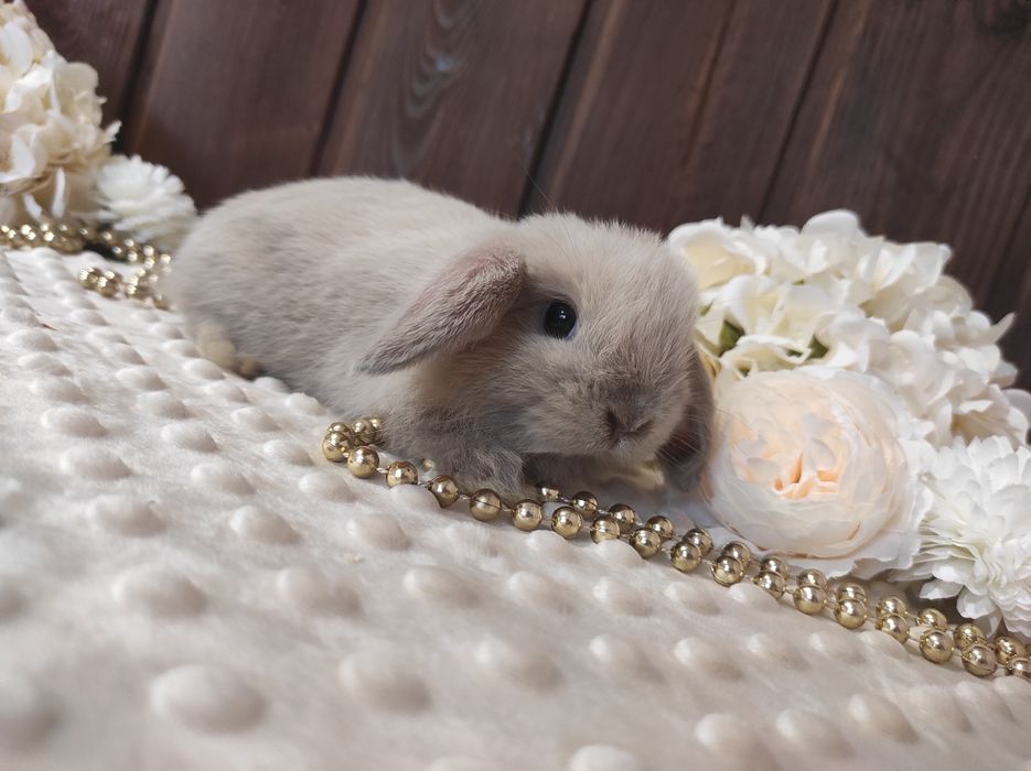 Mini Lopki z WYPRAWKĄ I KSIĄŻECZKĄ Śliczne Malutkie Króliczki