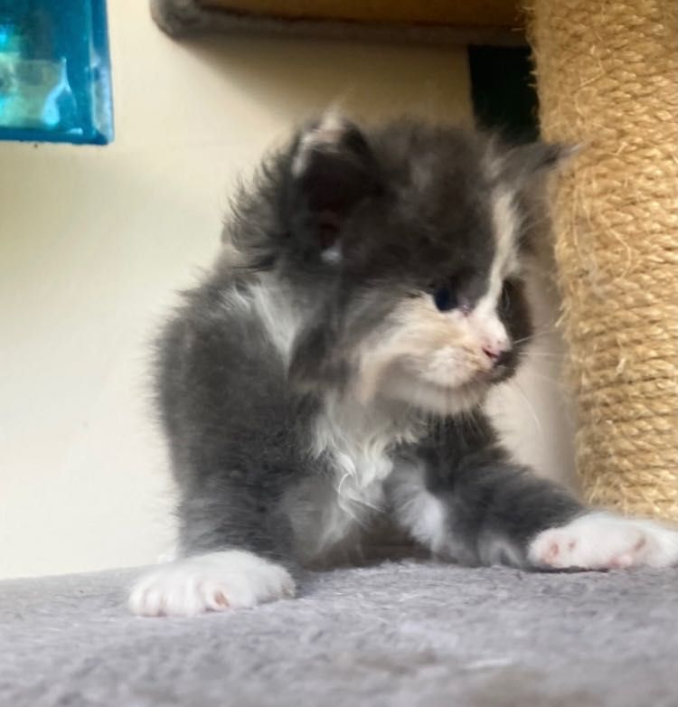 Maine Coon - kotka po imporcie !