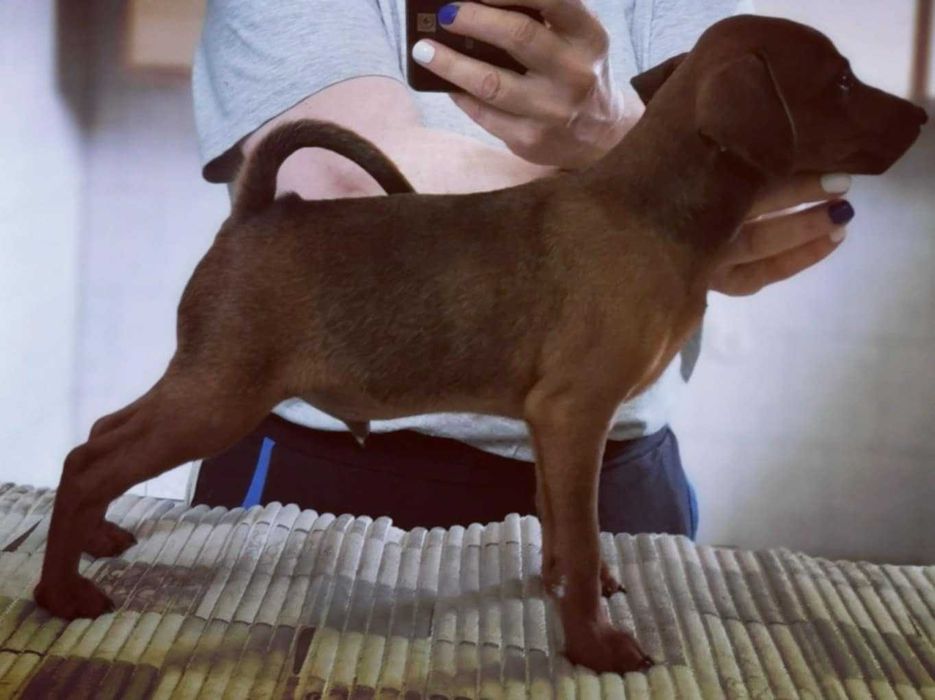 Pinczer miniaturowy rodowód Związek Kynologiczny w Polsce(FCI)