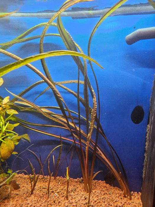 Cryptocoryne Balansae