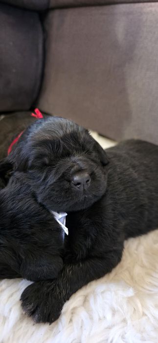 Szczeniak Nowofundland wodołaz pies