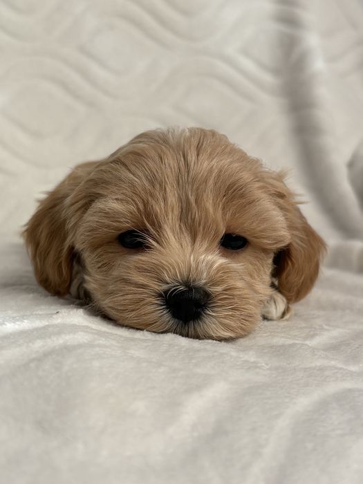 Maltipoo chlopiec- do odbioru
