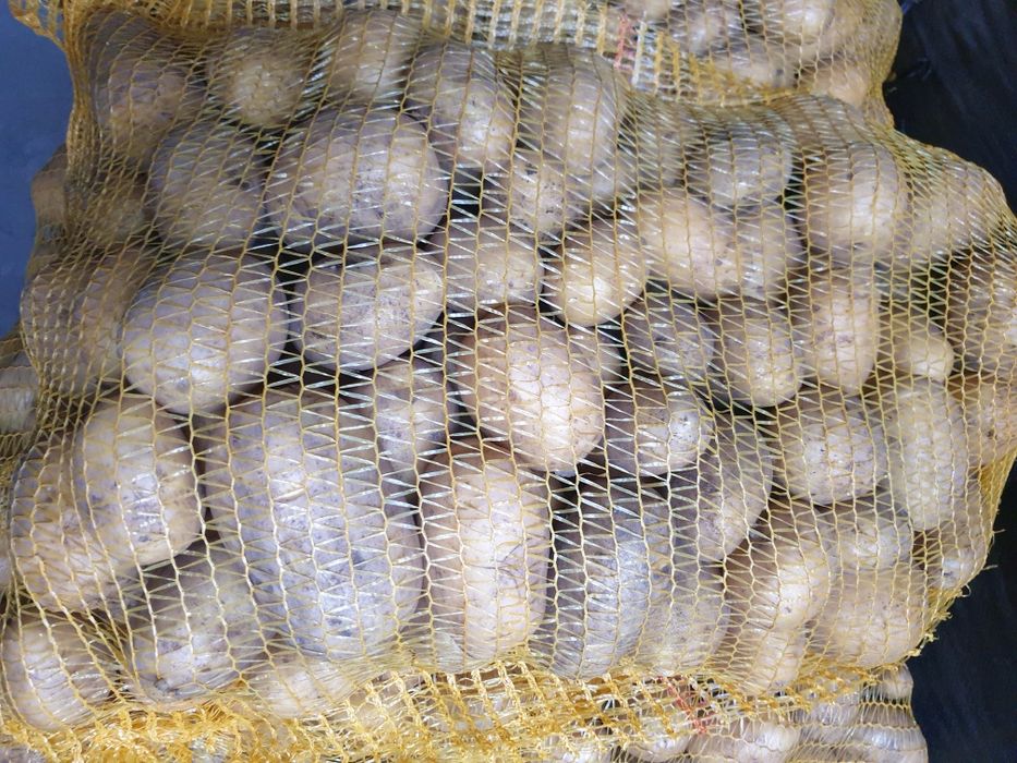 Sorzedam Ziemniaki Vega i Red Sonia