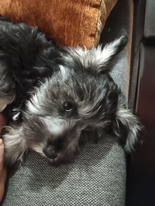 Цуценята цвергшнауцера