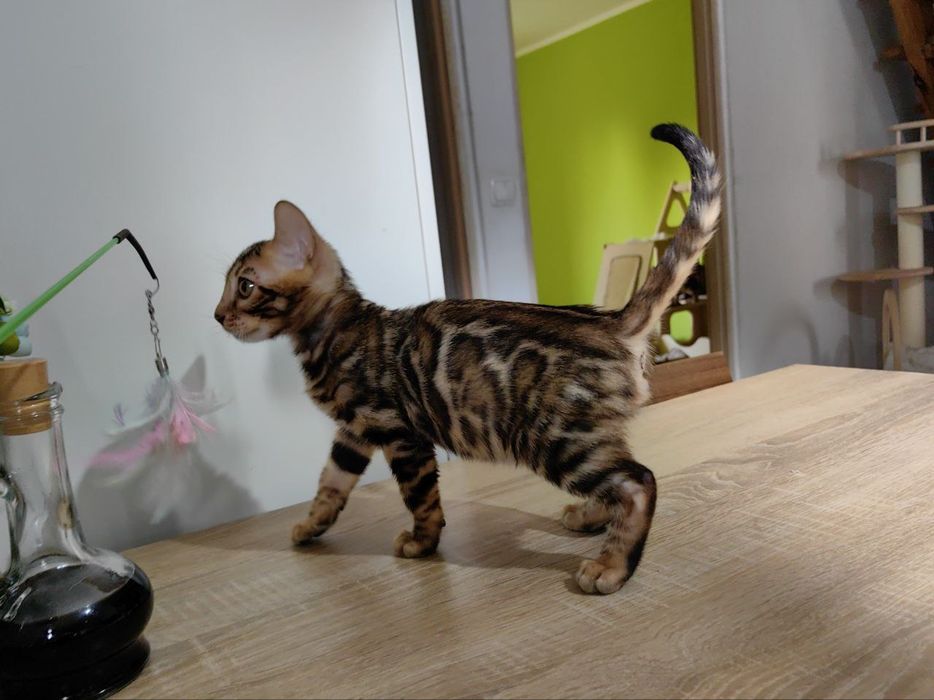 Kotek bengalski samiec