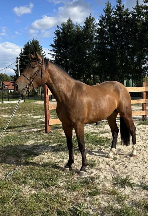 Wałach w typie Ślązaka