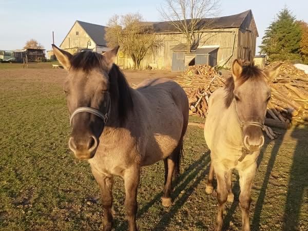 Konik polski klacz i źrebak