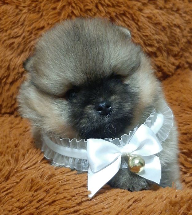 Супер мини мишка!