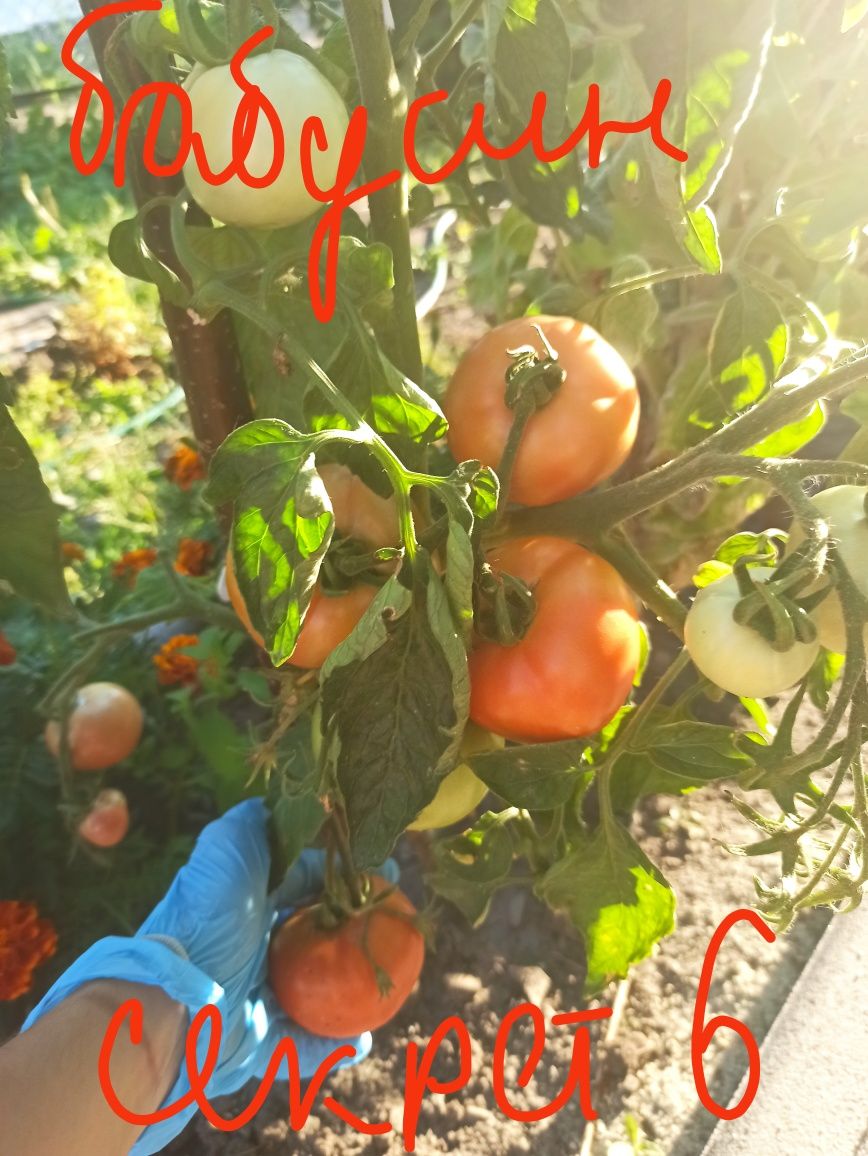 Насіння томатів домашнє розпродаж