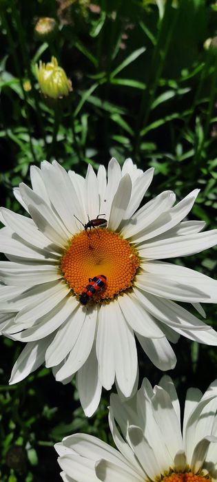 Саджанці лаванди,бересклета,ромашки та інших рослин