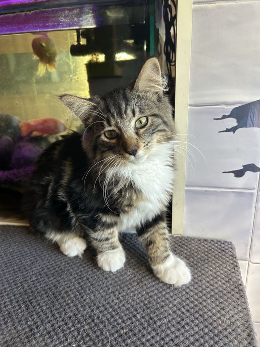 Kocurek Norweski Leśny czeka na nowy domek/FPL