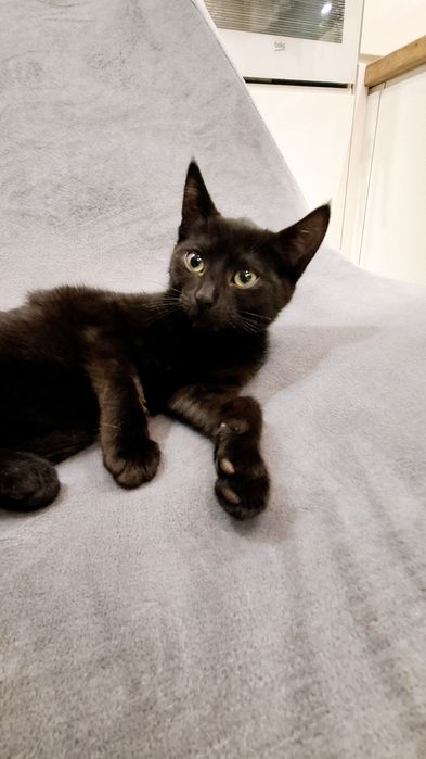 Arinka słodka czarnulka