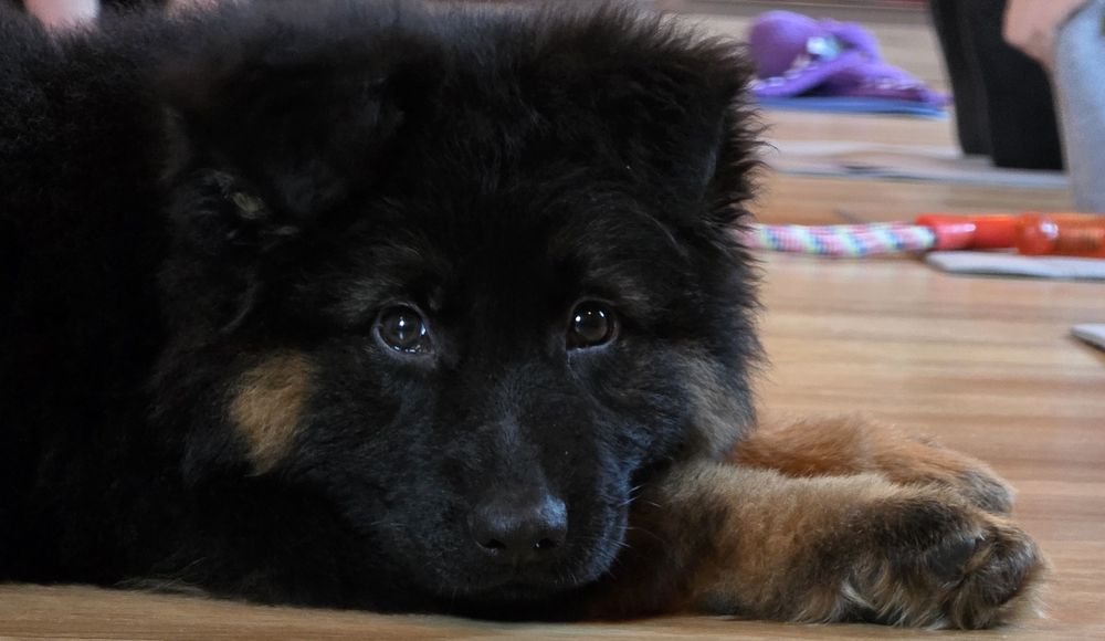 Owczarek Niemiecki Długowłosy-piękna Ester!