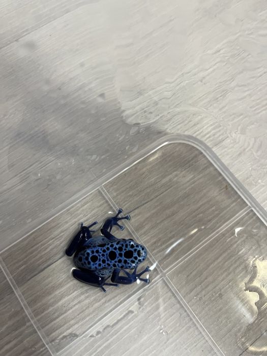 Укомплектованый и оборудованный аквариум террариум с тумбой и питомцам