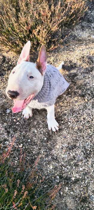 Super chłopiec bulterier miniaturowy