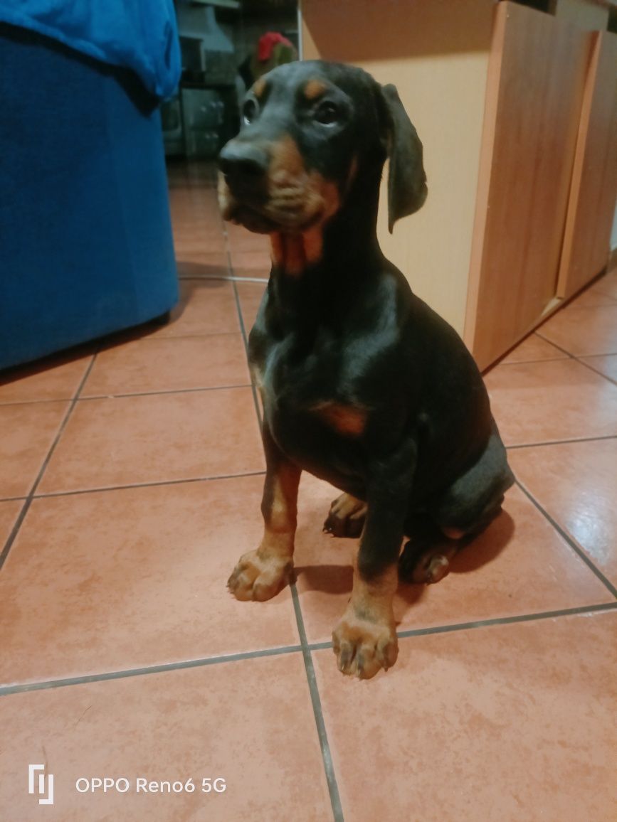 Excelente macho Dobermann