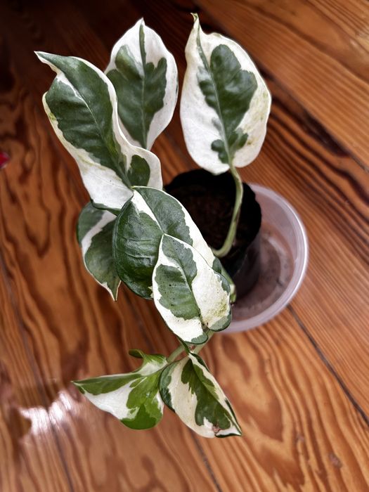 Epipremnum Pearl jade variegata