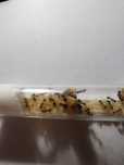 Myrmica sp. Okazja!!! 3Q+80w