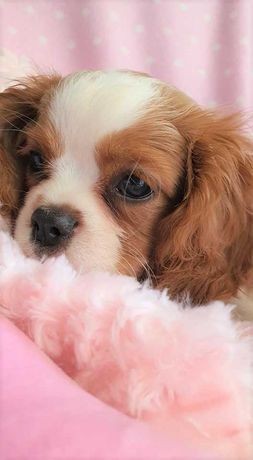 Piesek Cavalier King Charles Spaniel , po FCI. Do odbioru.