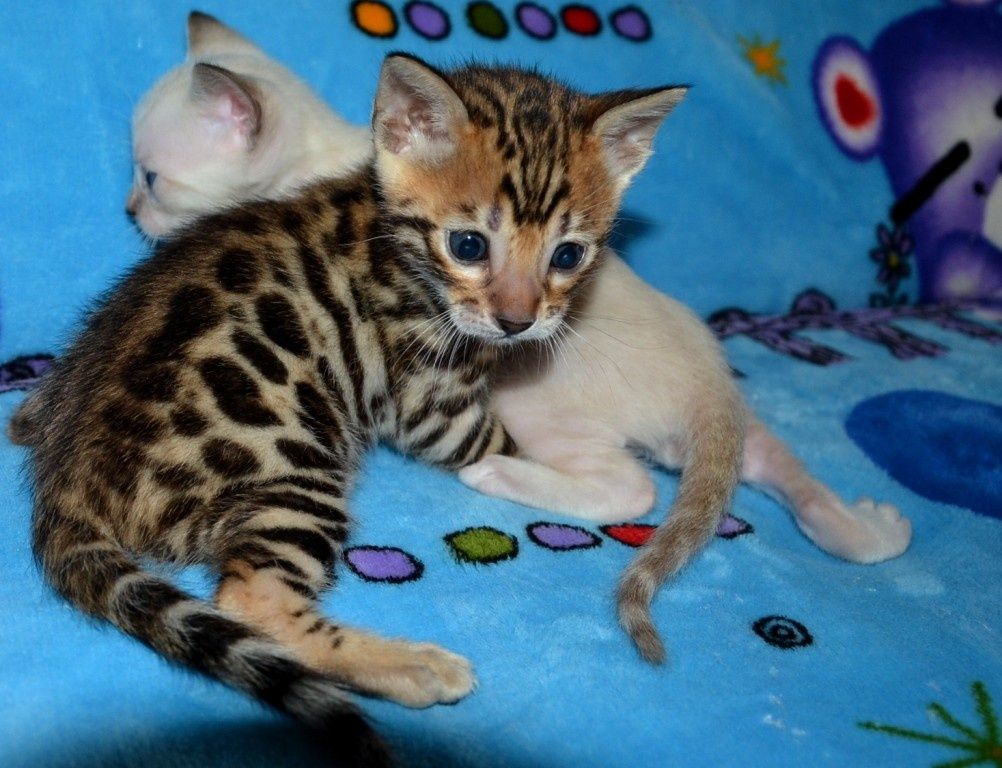 Бенгальські кошенята! Дуже гарні, яскраві малюки!
