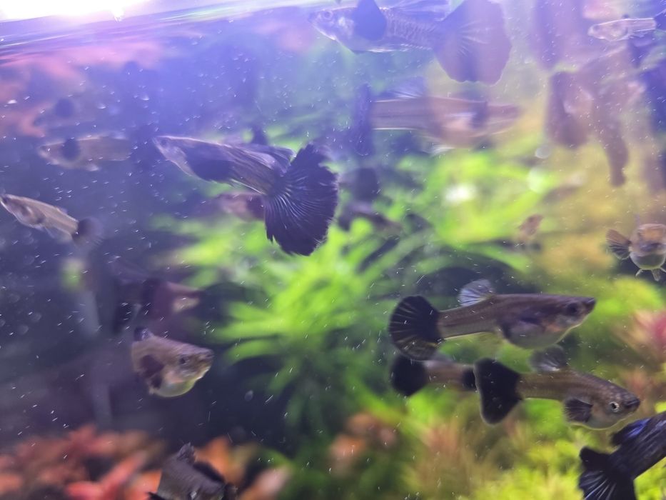 Gupik blue dragon dumbo halfmon