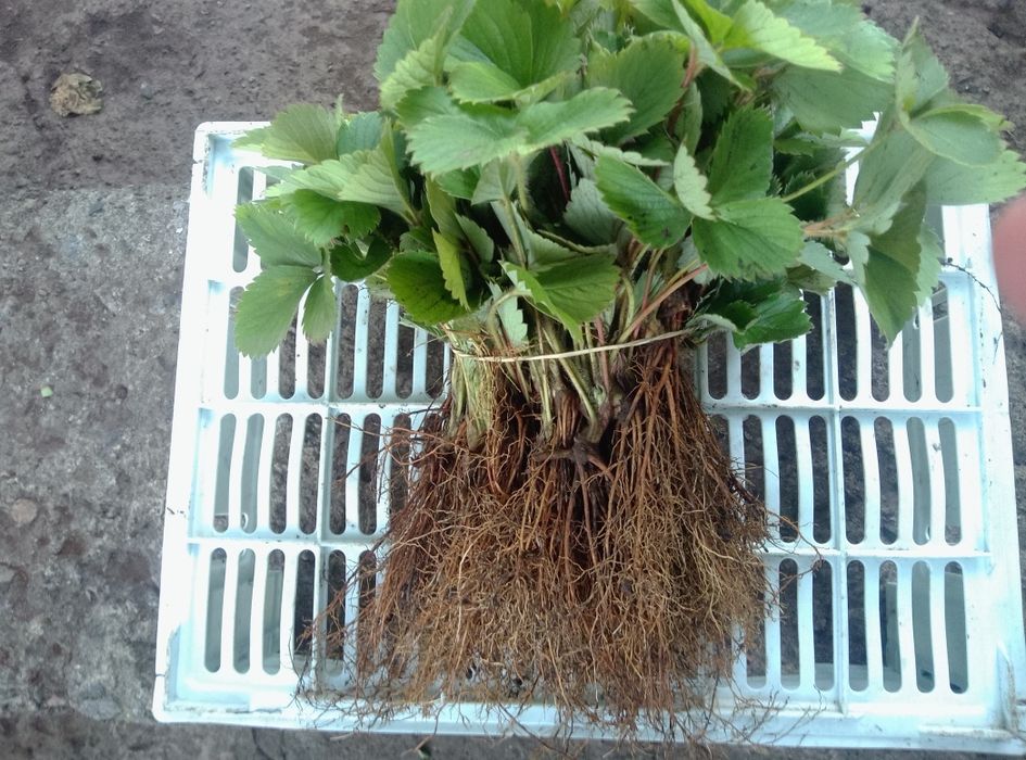 Саджанці (Росада) Клубника (Полуниця)