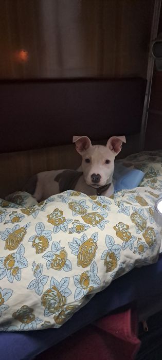 Продам щенка Американского стаффа