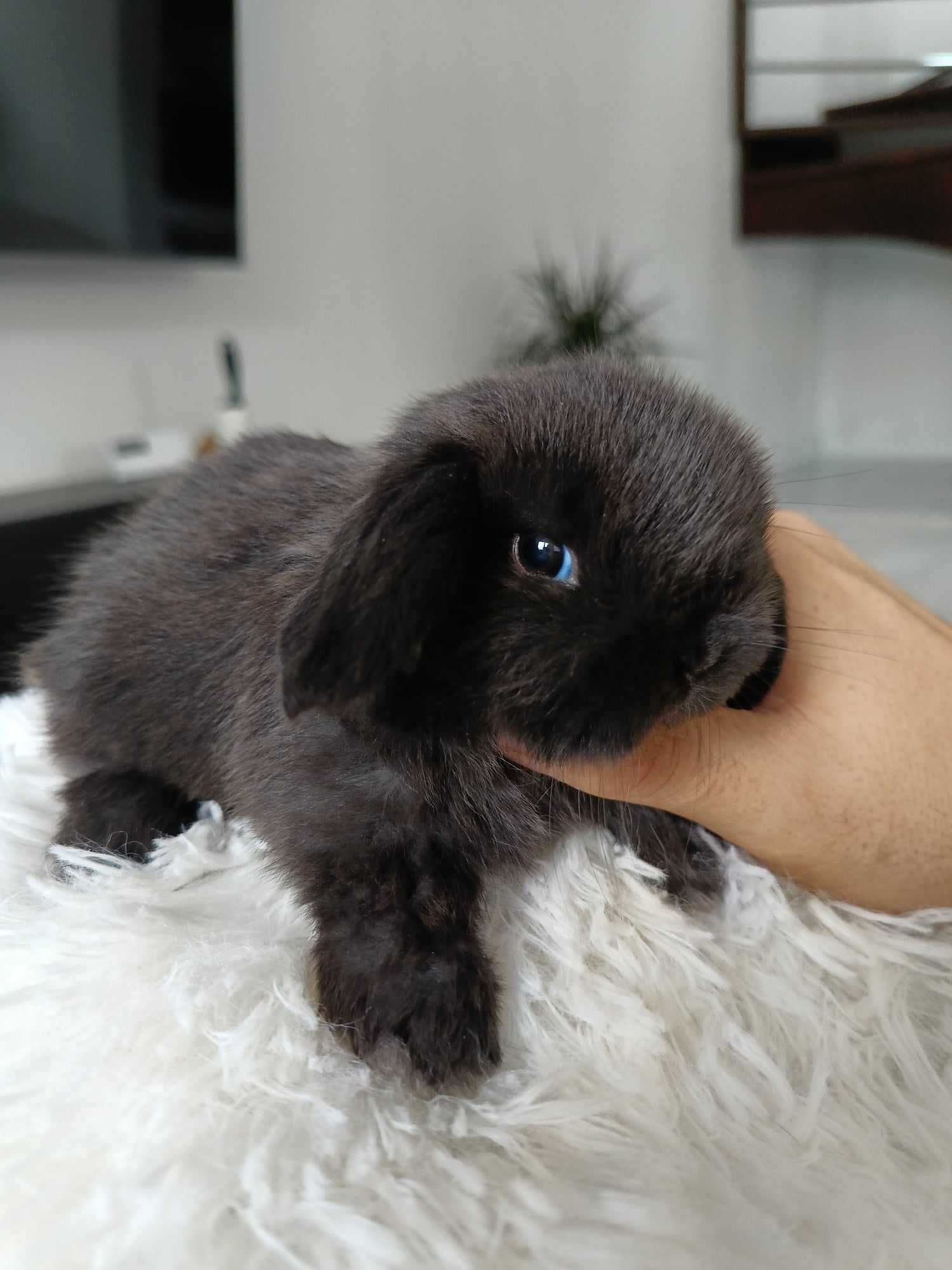 Mini lop karzełek Teddy hodowla zarejestrowana