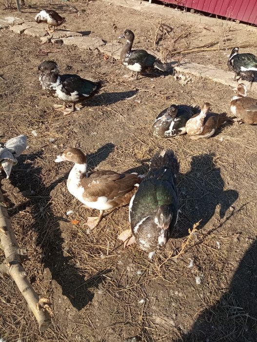 Продам Индоутки 3 месяца