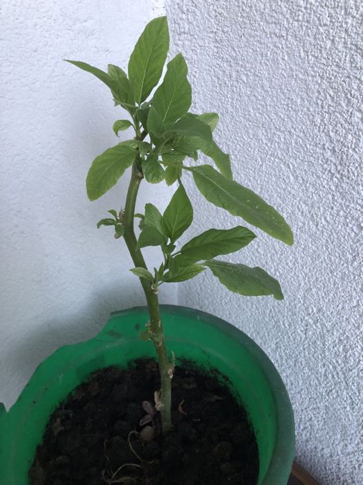 Дурман Бругмансія труби ангела