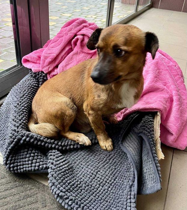 Цуценя шукає домівку!