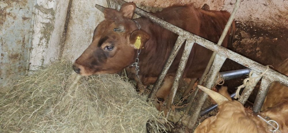 Jałówka roczna czerwona