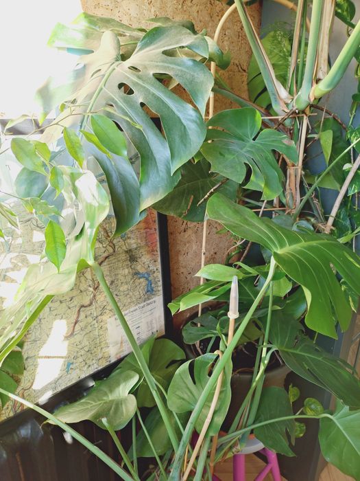 Monstera Deliciosa - dwie sztuki, bardzo duże
