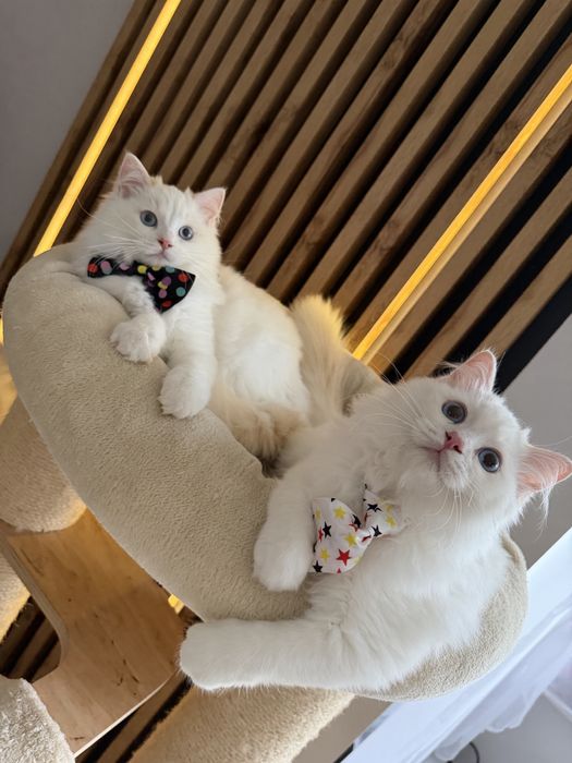 Ragdoll Cream Bicolour – kocurek z rodowodem FPL