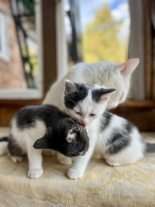 Кошенята у добрі руки