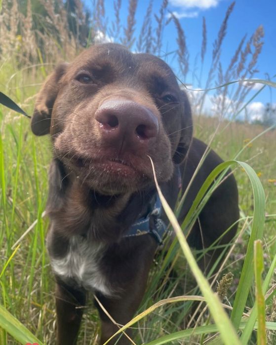 Oddam pieska  za darmo. Odbior tylko i wylacznie osobisty……………………………..