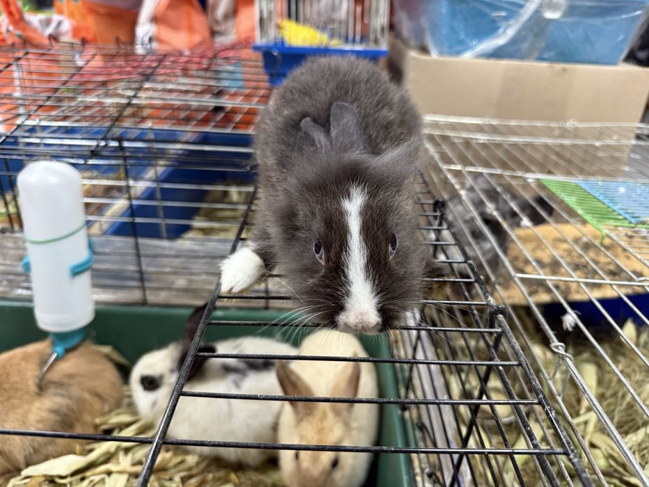 Кролики МИНИ (800 грамм) малыши