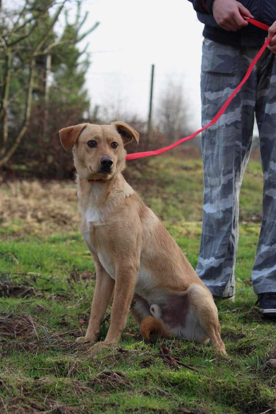 1,5 roczny toro marzy o kochającym domu i odpowiedzialnym właścicielu