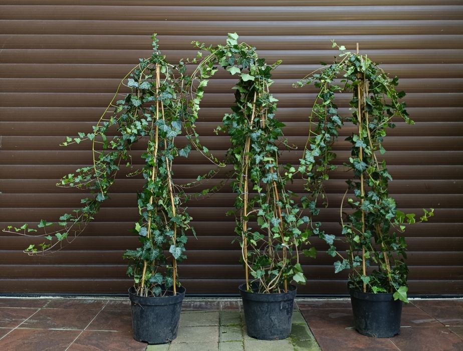 Duże kępy bluszczu Hedera Helix 110cm-130cm