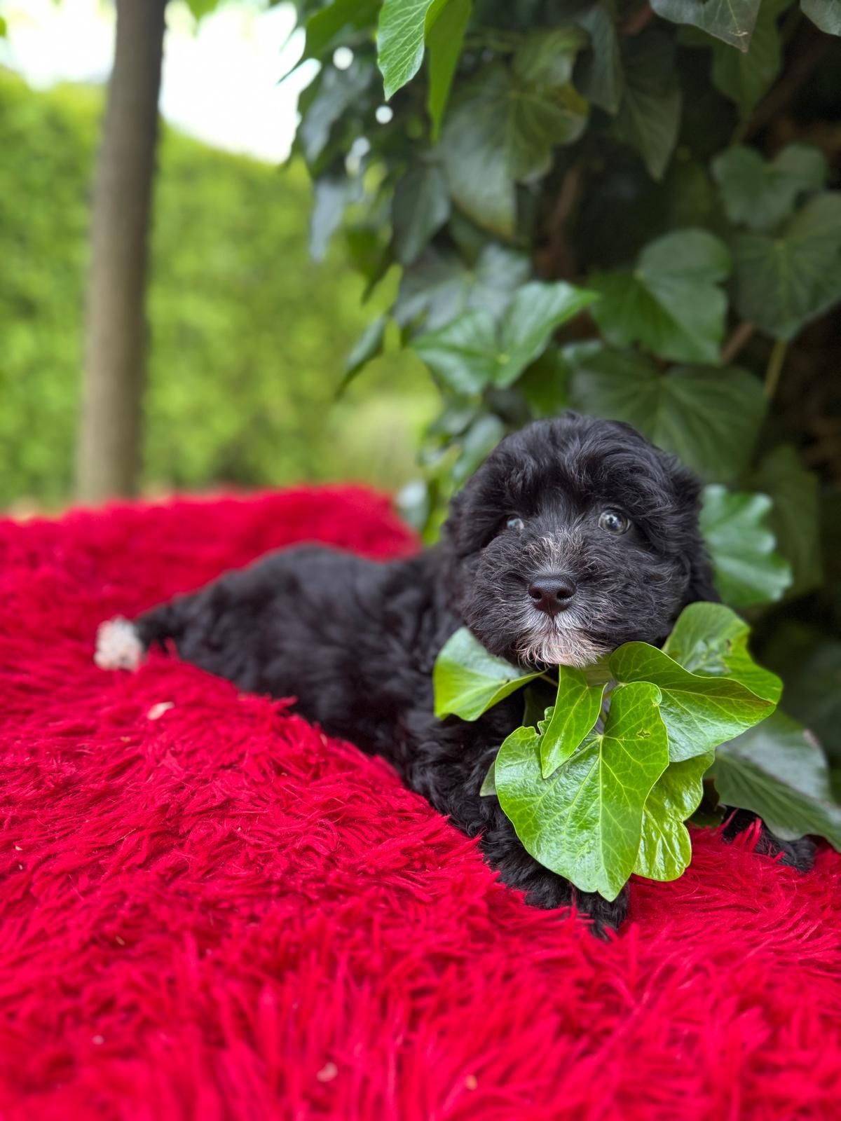 Maltipoo czarny piesek