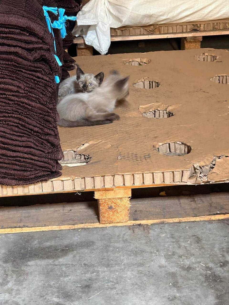 Gatos para adoção muito responsavel