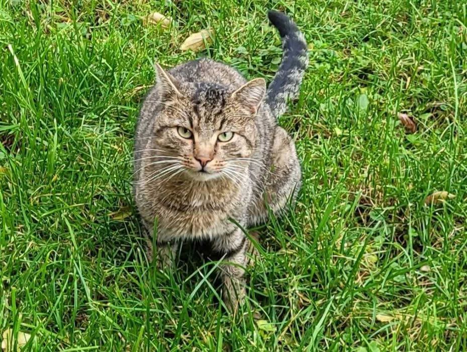 Piękny zielonooki kotek szuka domu