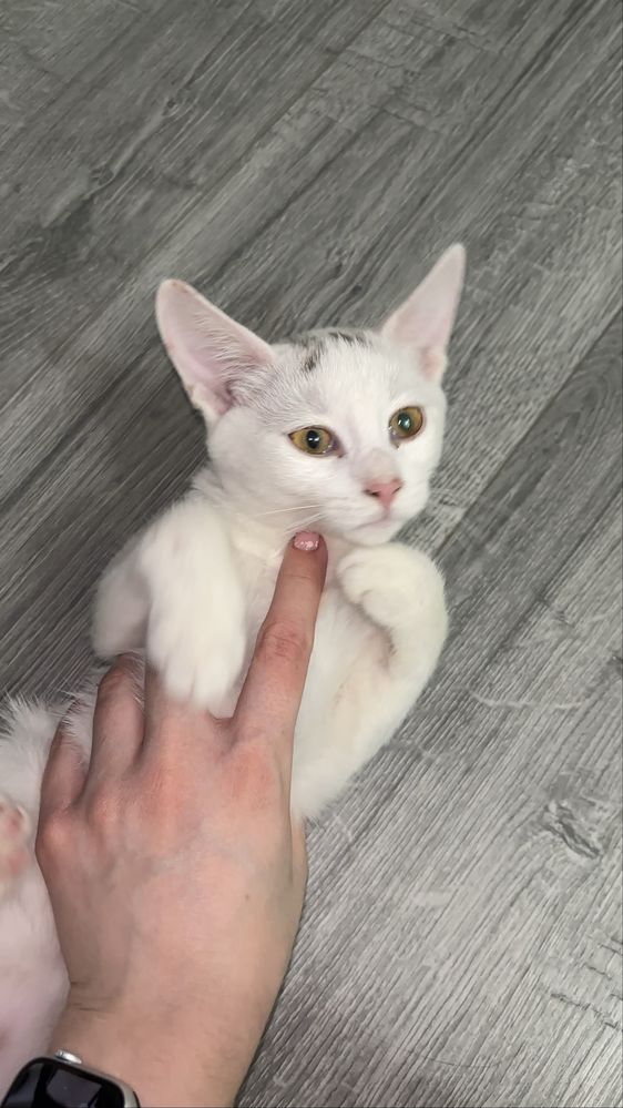 віддам 4 котят в добрі руки