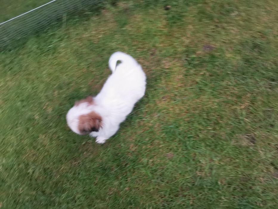 Pekińczyk Pekińczyki Nie Shih Tzu